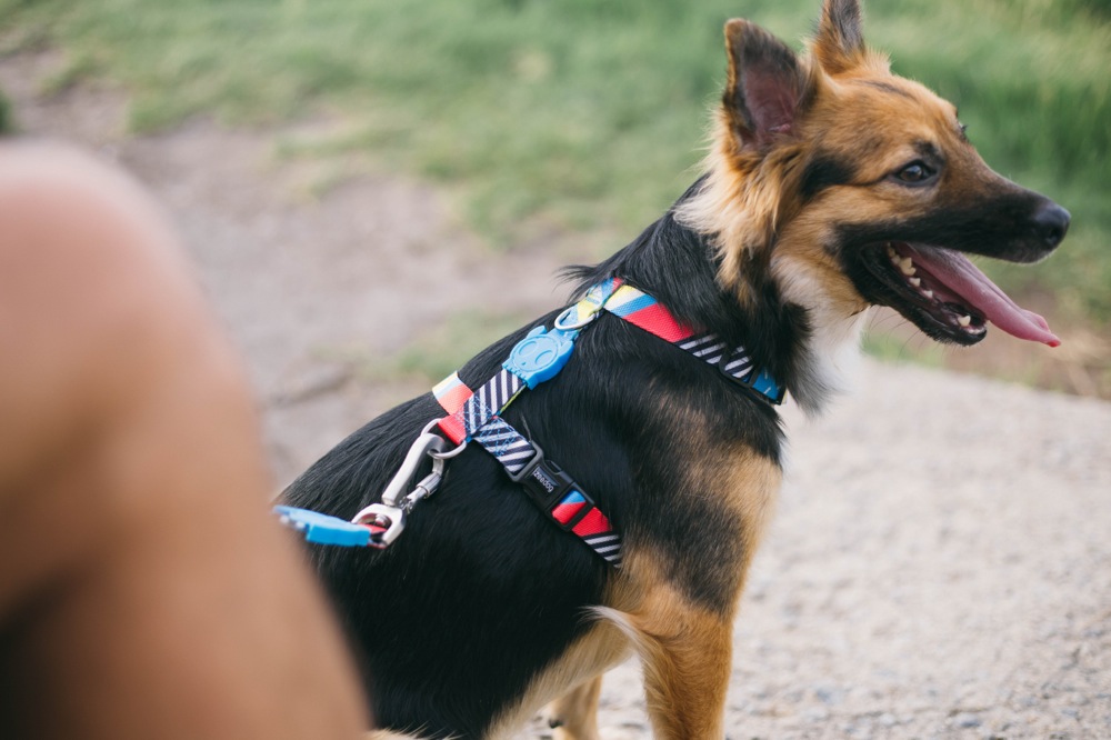 Zee Dog 新しい犬グッズブランド Harnesses